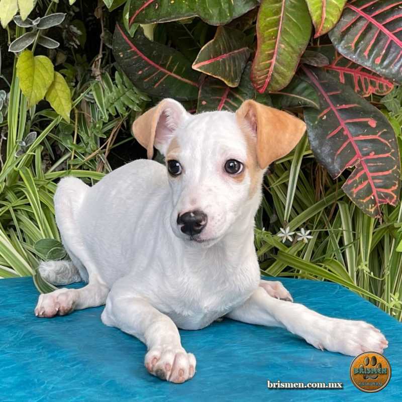 Parson Russell Terrier Macho C 01 Febrero 2021