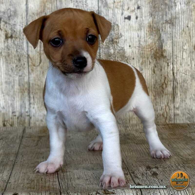 Jack Russell Terrier Hembra A 04 diciembre 2022
