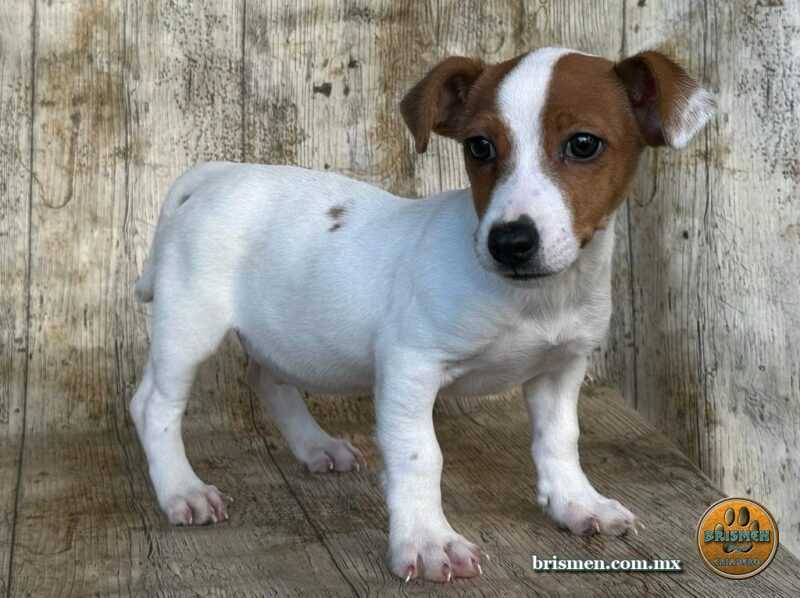 Jack Russell Terrier Macho 15 octubre 2022 05