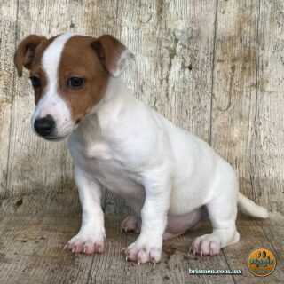 Cachorros Jack Russell Terrier
