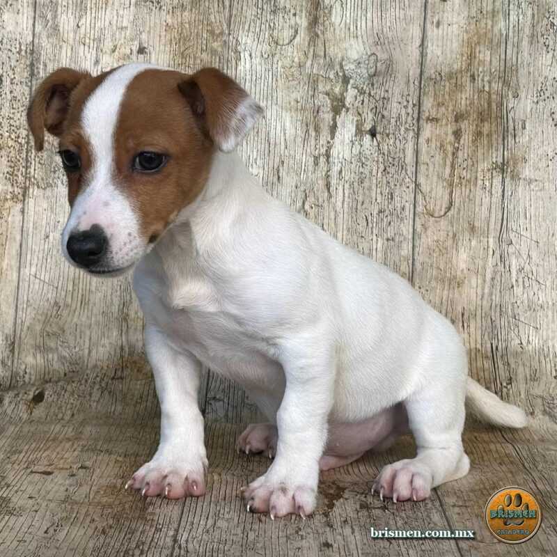 Jack Russell Terrier Macho 15 octubre 2022